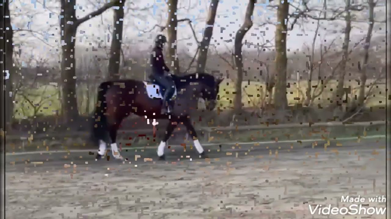 Young show jumping horse for sale in Germany! Holstein mare, *2018, by I'm Special de Muze