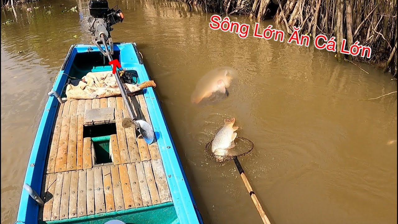 Liều Mình Ra Sông Lớn Kích Cá Trúng Hàng Khủng | Kích Cá Miền Tây | Catch Fish