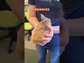 Office Bunnies !