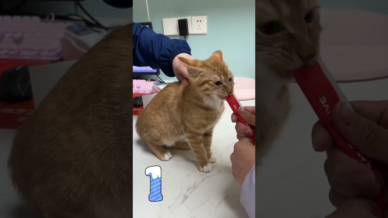 CATS getting VACCINATED 😺💉