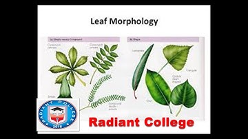 Bot-302 plant systematics anatomy and development lec 11 morphology of leaf