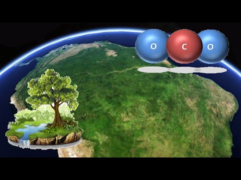 Video: Wat is de betekenis van oerbos?
