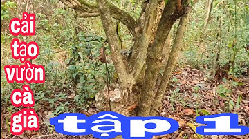 lại ngứa nghề .tập một cải tạo ghép tái cânh cây cà phê@cayepcaonguyen2574