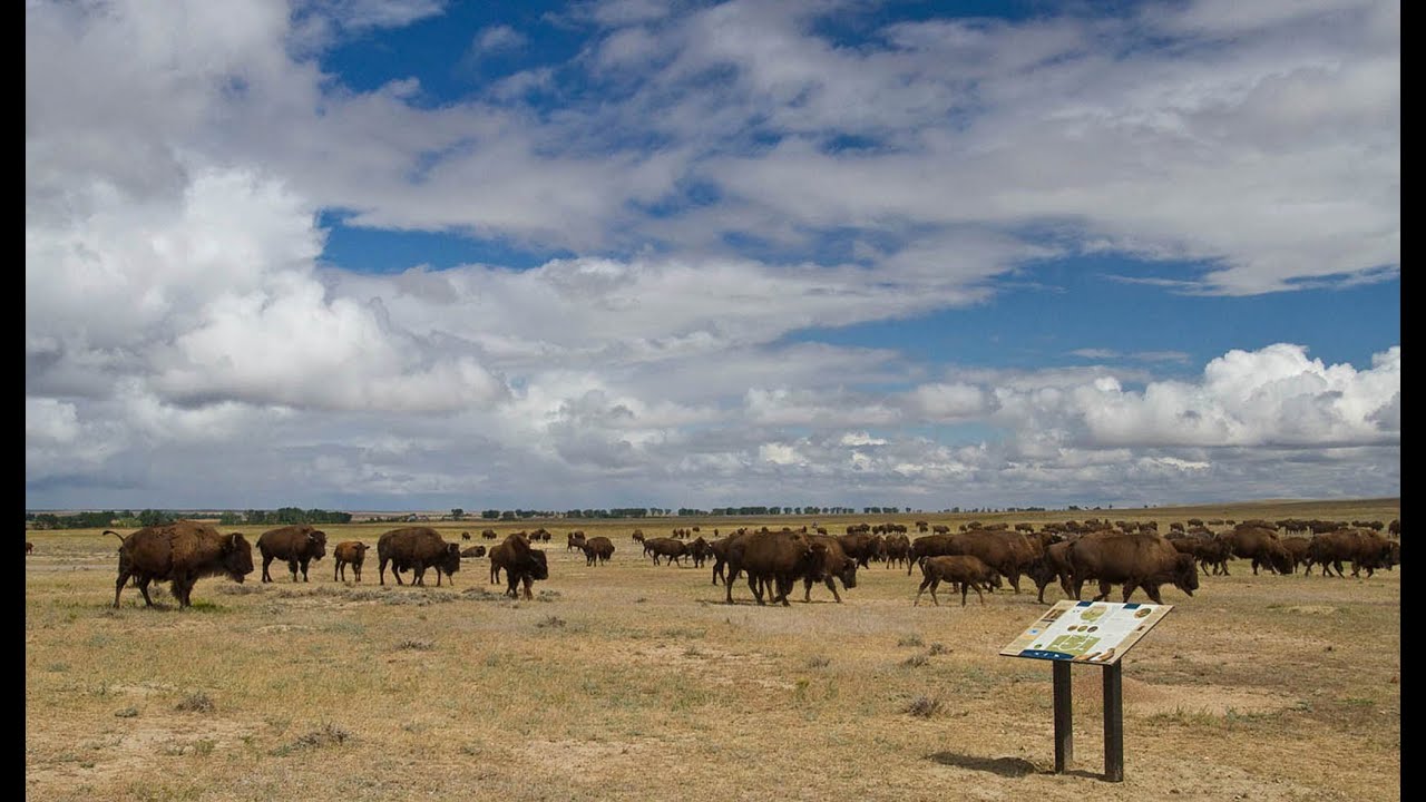 BLM Notice of Proposed Decision Rescinding American Prairie Bison Grazing Allotments