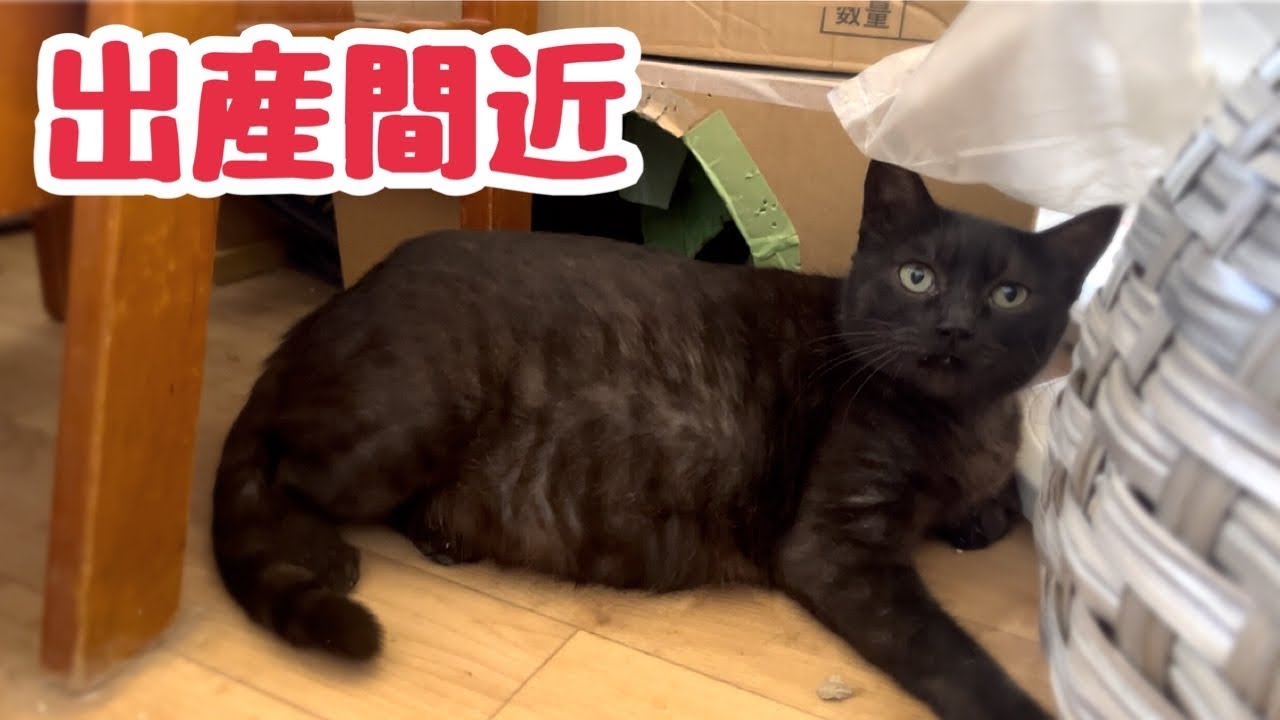 お腹がパンパンに大きくなってきた黒猫 そろそろ出産間近？