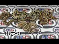 25bpC24 Hypo Pastel Het Gstripe Het Clown x m Pastel Cryptic DG Gstripe