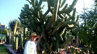Garambullo (Myrtillocactus geometrizans) | El Sueño Jardín Botánico