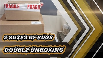 Double unboxing - Spider Shop and BugzUK