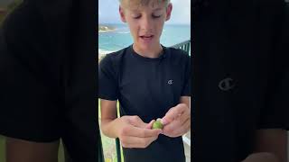 Have you ever tried a Spanish lime?!?