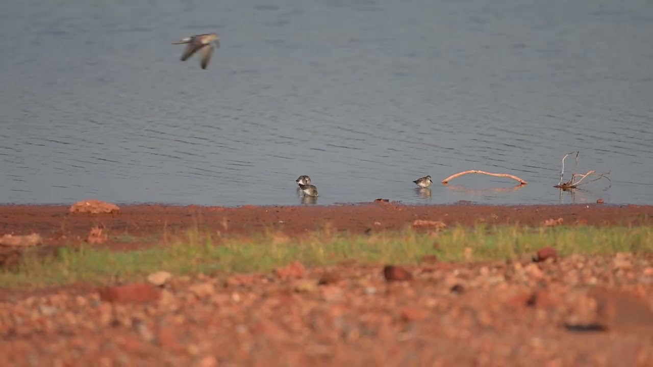 Foraging Behavior of Western Sandpipers (Calidris mauri)