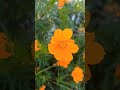 Оранжевые цветы Абхазии ( Семицветик)
