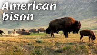 Bison in the wild | American bison | American wildlife