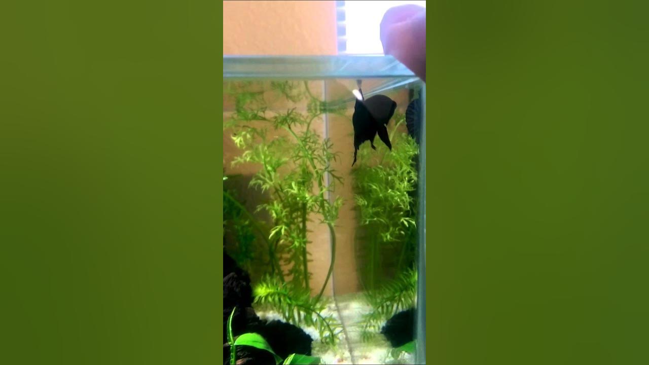 betta+mirror fluval edge 6gal YouTube