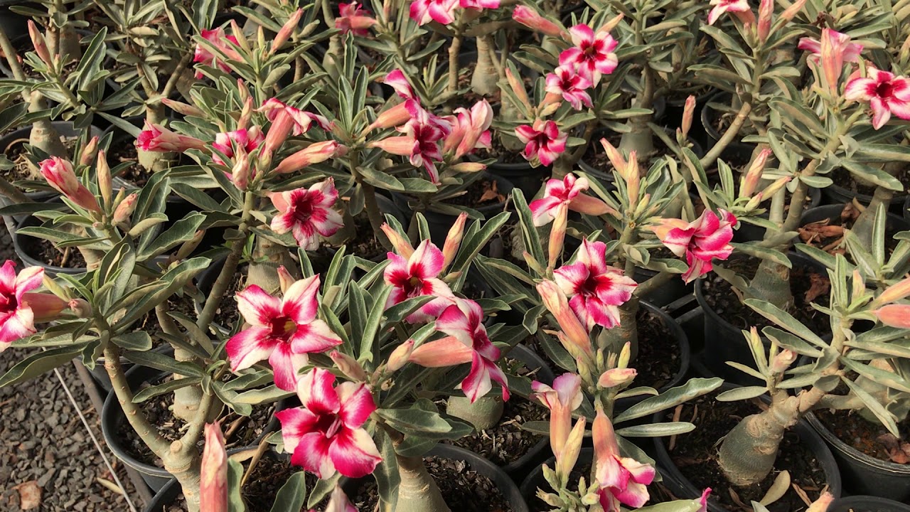 Adenium Obesum-Rosa do Deserto R-19 - thptnganamst.edu.vn