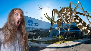 Brazil is Building a GIANT Mosquito Factory - Here's Why