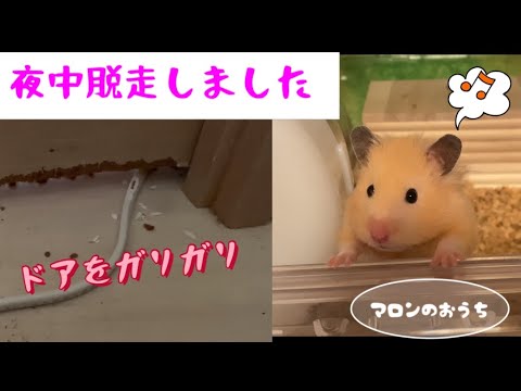 アカウント 販売 キンクマ キンクマハムスター 満倉ハムスター 美品 9f94 在庫切れ Cfscr Com