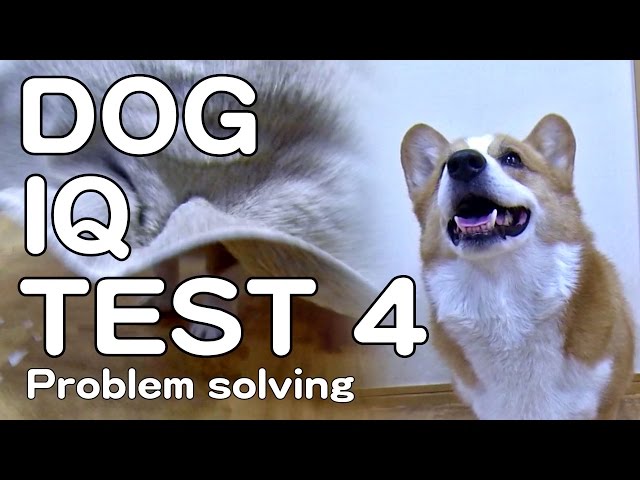 The Canine Iq Test 4 Problem Solving 犬のiqテスト4 問題解決能力 Goro Welsh Corgi コーギー Dog K9 Youtube The Canine Iq Test 4 Problem Solving 犬のiqテスト4 問題解決能力 Goro Welsh Corgi コーギー Dog K9 Youtube
