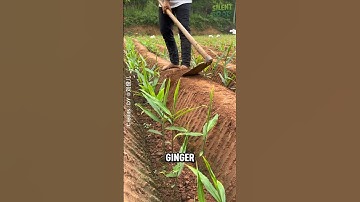 Ginger Grown Like This?