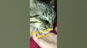 Sleepy cat doesn’t want to wake up