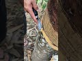 Using a dynamo to cut a tree #shorts