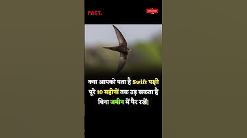 Unveiling the Astonishing Feat of Swift Birds 🕊️✈️: 10 Months in the Skies!#facts #shortvideo #viral