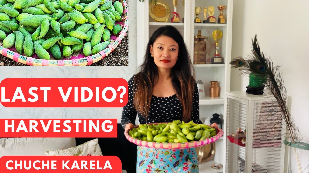 Another Harvesting  Video From Our Small Home Garden 