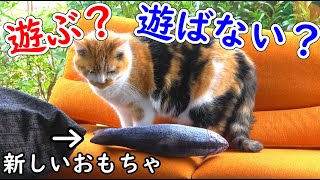 猫のまりもに新しいおもちゃをプレゼントしたら喜ぶ？