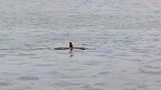 A puppy floats on the fast river, a few tourists spotted him!