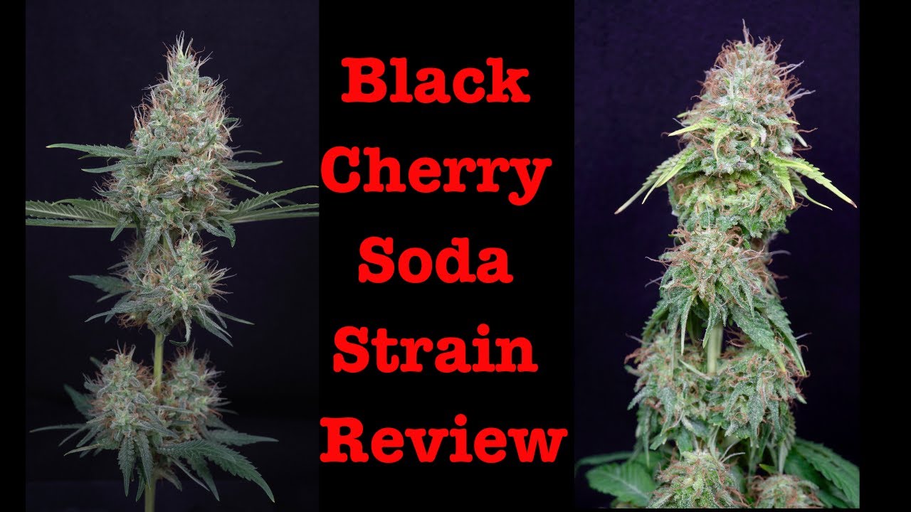 Black Cherry Soda: The Best Strain For Relaxation