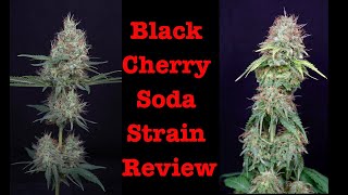 Black Cherry Soda: The Best Strain For Relaxation