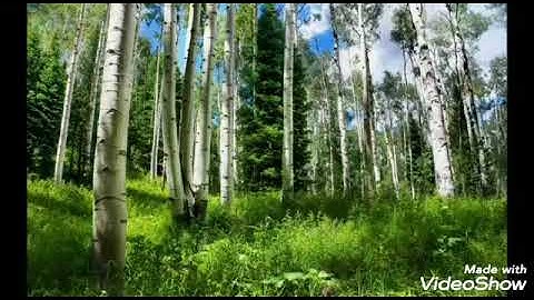 تلاوة الركوع الأول من الركعة الثانية من صلاة الكسوف ١٤٤١ هجري