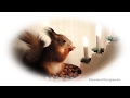 Ноби и Пуш празднуют Новый год. Squirrels Noble and Posh celebrate Christmas.