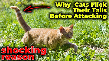 What Your Cat’s Tail Is Really Saying (Before It Strikes)