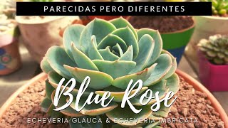 Blue Rose - Echeveria 'Imbricata' & Echeveria secunda #ParecidasPeroDiferentes