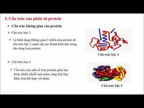 Chuyên đề ADN và gen: Protein - Sinh học 9 - Hoc24.vn