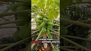 PAPAYO medicinal #gastritis #parasitos