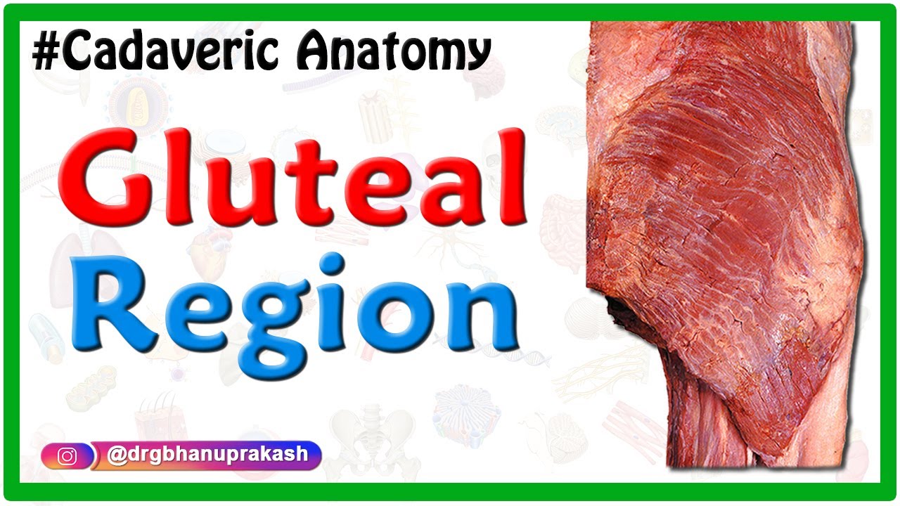 Gluteal region - Cadaveric Anatomy
