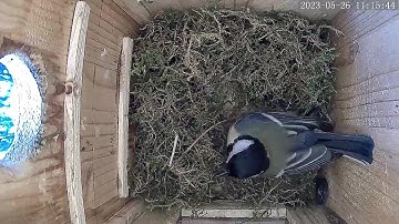 Great Tit Nestbox Vienna 2023/2nd brood