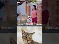 🤣_#voiceacting _#tiktoktrending _#jumpstyle #cat #adorablecats #funny