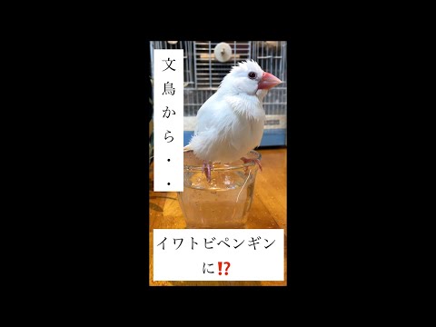 文鳥がイワトビペンギンに！？