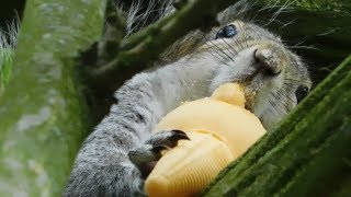 Squirrel enjoying ice cream