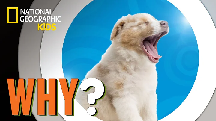 Why We Yawn | Why?