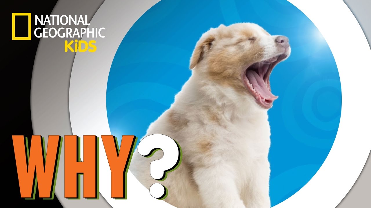 Why We Yawn | Why?
