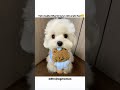 Na mai padhai mai Tej hun #dog #trending #doglove #viral