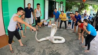 Cuộc Gọi Khẩn Của Anh Trai Phát Hiện 5 Con Rắn Hổ Mang Ẩn Lấp Trong Tủ Quần Áo