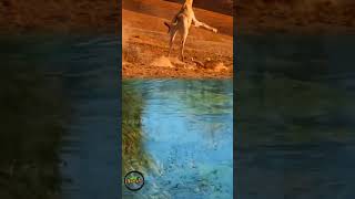 Lions Attack Giraffe #youtube #youtubeshorts