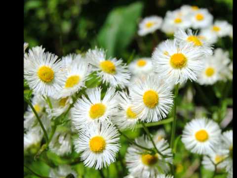He Gives Flowers To Everyone Video