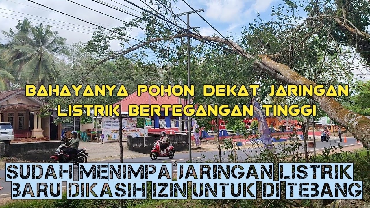 TEBANG POHON POHON KARET YANG MENIMPA JARINGAN LISTRIK PLN
