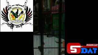 Cucak ijo isian Walang kecek dan cucak jenggot asli edannya