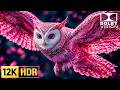 Only Best 12K HDR Dolby Vision | Beautiful OLED Test 240FPS (8K/4K Video TV)